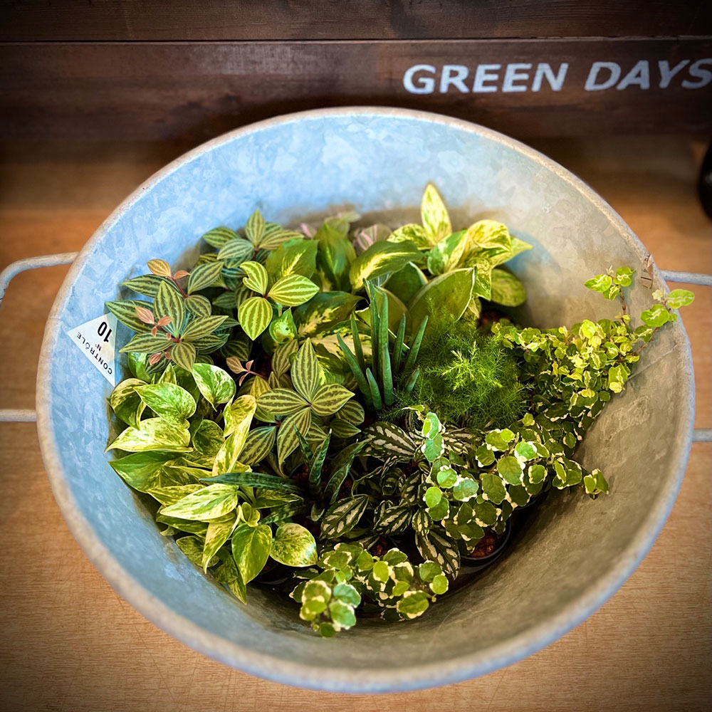 GREEN DAYS 下関 BAGDAD CAFE 出店のお知らせ